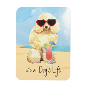Ímã Poodle Miniatura de Verão