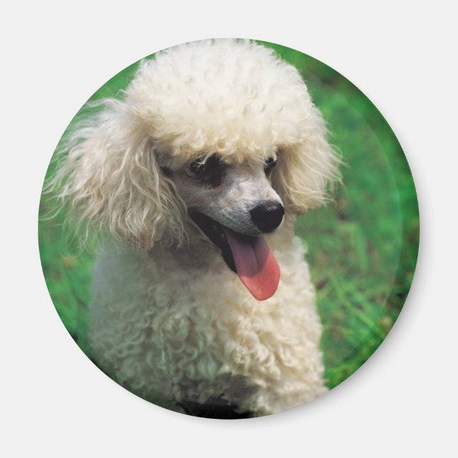 Imã Poodle On Grass (Frente)