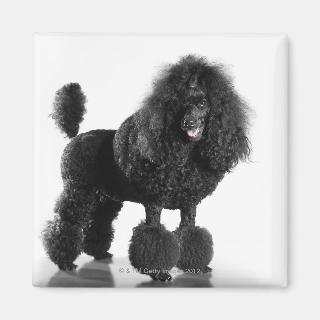 Imã Poodle preto esmagado (Frente)