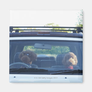 Imã poodle standard 4