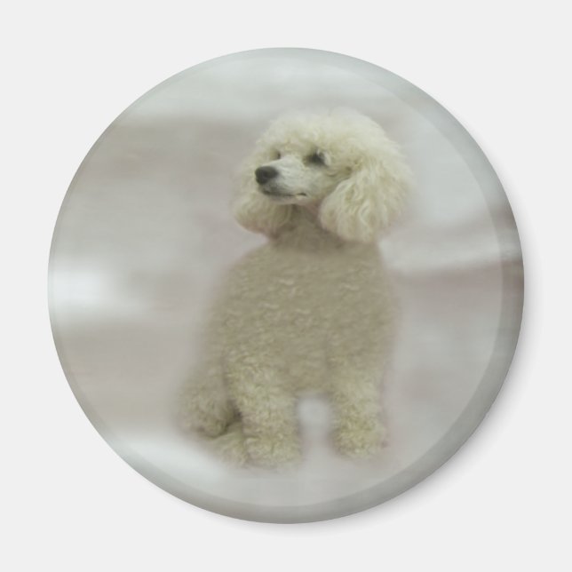 Imã Poodles São Magnetos Pesados (Frente)
