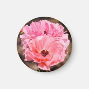 Imã Pop a Rosa