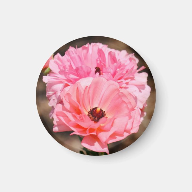 Imã Pop a Rosa (Frente)