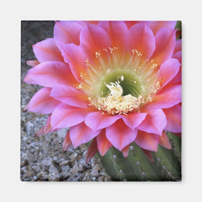 Imã Pop de cacto rosa (Frente)