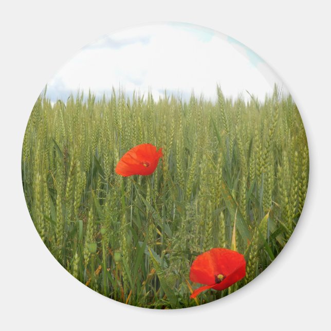 Imã Poppies num campo de trigo Grande Magneta redonda (Frente)