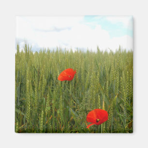 Imã Poppies num ímã quadrado de trigo