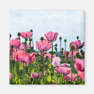 Imã Poppies Rosa