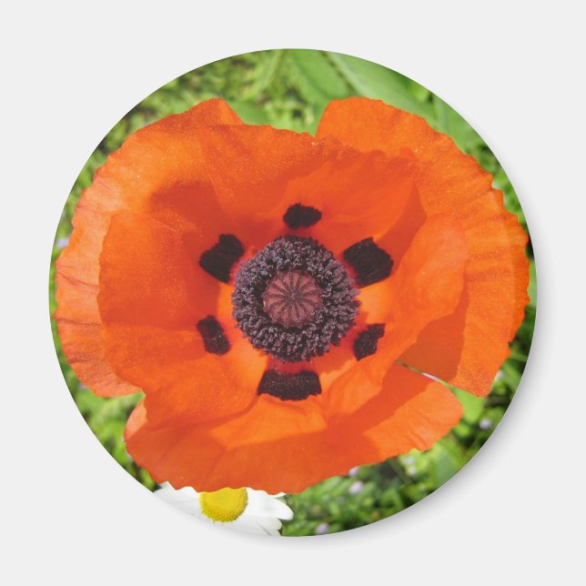 Imã Poppy (Frente)