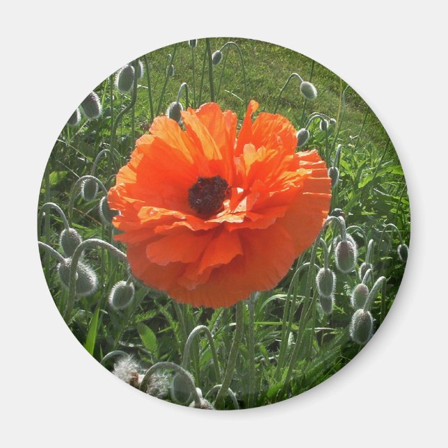Imã Poppy animado (Frente)