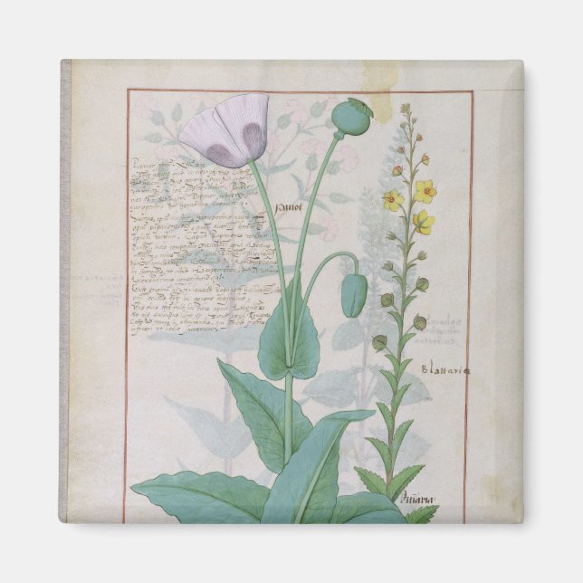 Imã Poppy e Figwort (Frente)