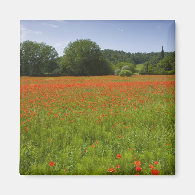 Imã Poppy field, Chiusi, Itália (Frente)