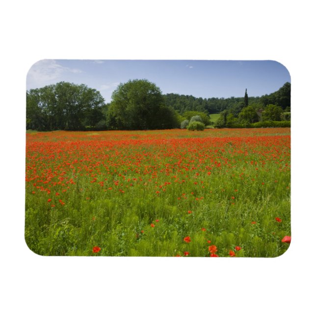 Ímã Poppy field, Chiusi, Itália (Horizontal)