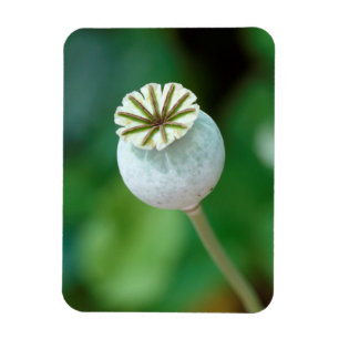 Ímã Poppy Flower Head Seed, Western Cape