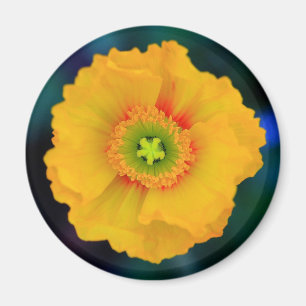Imã Poppy Islandês