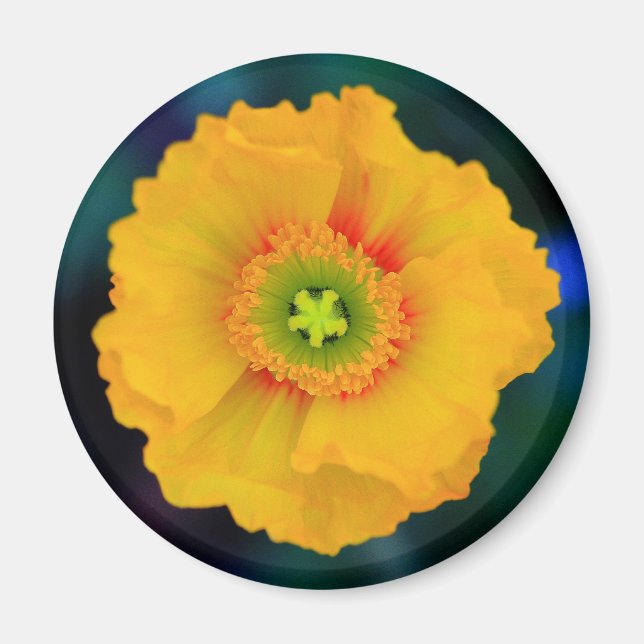 Imã Poppy Islandês (Frente)