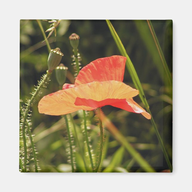 Imã Poppy Magnet (Frente)