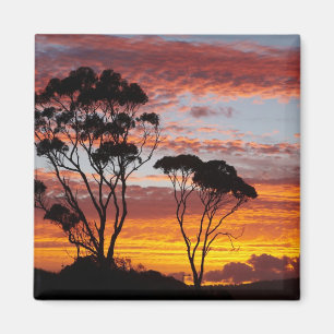 Imã Pôr do sol e árvore de goma, Binalong Bay, Baía de