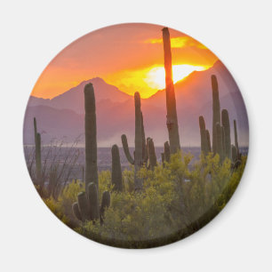 Imã Pôr do sol no cacto do deserto, Arizona
