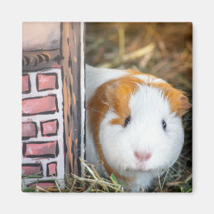 Imã porco