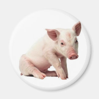 Imã porco