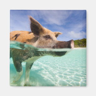 Imã Porco da natação de Exuma