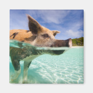 Imã Porco da natação de Exuma
