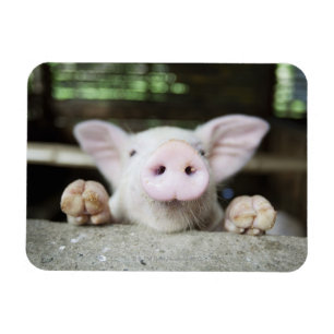 Ímã Porco do bebê na caneta, leitão