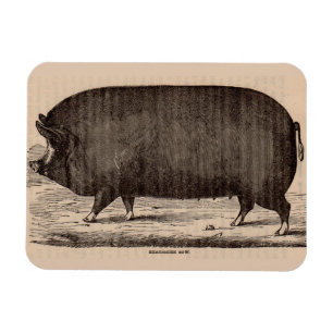 Ímã Porco do século XIX impressão Berkshire porca n.