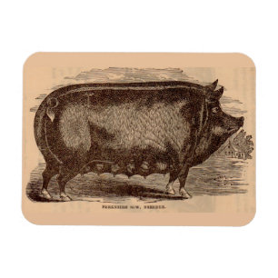 Ímã Porco do século XIX impressão Berkshire porca n.