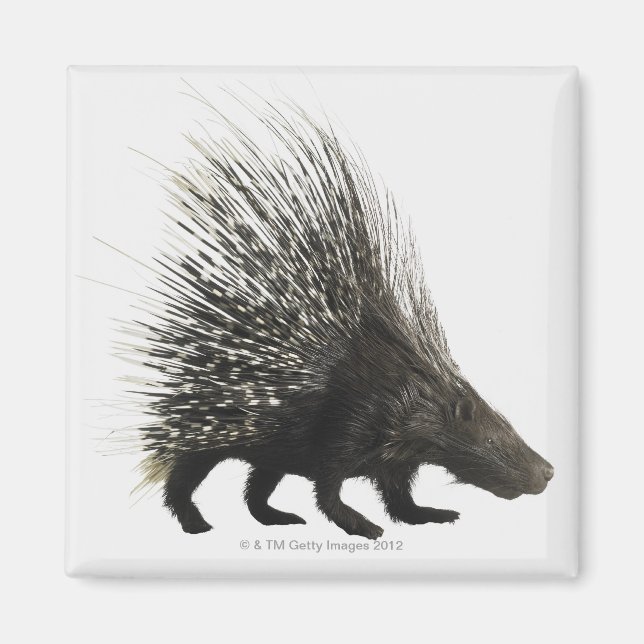 Imã Porcupine (Frente)