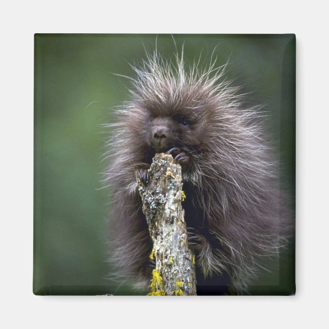 Imã Porcupine-Summer-Young (Frente)