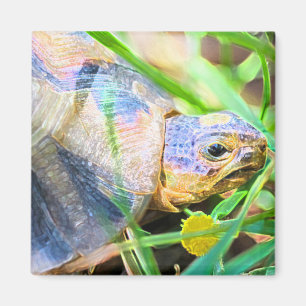 Imã Pormenores sobre a Angulação de Tortas na Áfric