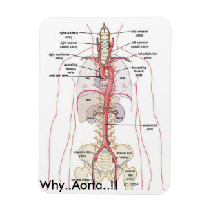 Ímã PORQUE. Aorta.!!   Anatomia aórtica