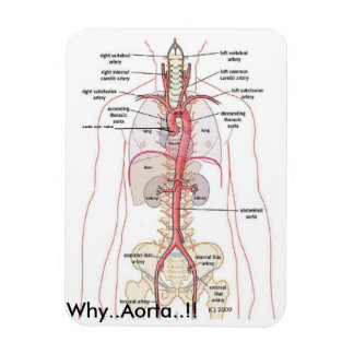 Ímã PORQUÊ? Aorta!! Anatomia aórtica