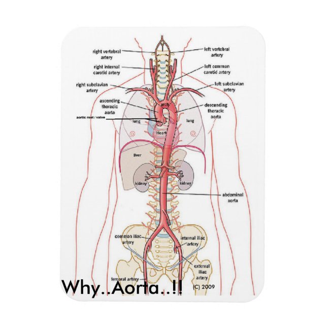 Ímã PORQUÊ? Aorta!! Anatomia aórtica (Vertical)