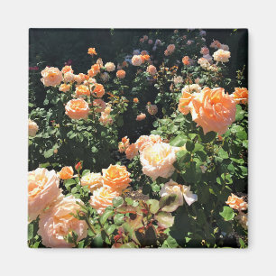 Imã Portland Rosa Garden, OR