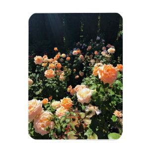 Ímã Portland Rosa Garden, OR