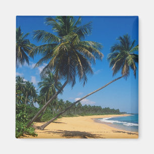 Imã Porto Rico, Isla Verde, palmeiras.