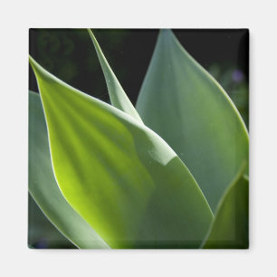 Imã Portugal, Ilha da Madeira, Funchal. Botânica