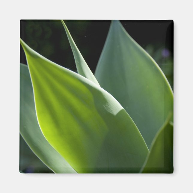 Imã Portugal, Ilha da Madeira, Funchal. Botânica (Frente)