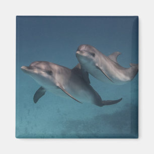 Imã Pose brincalhão