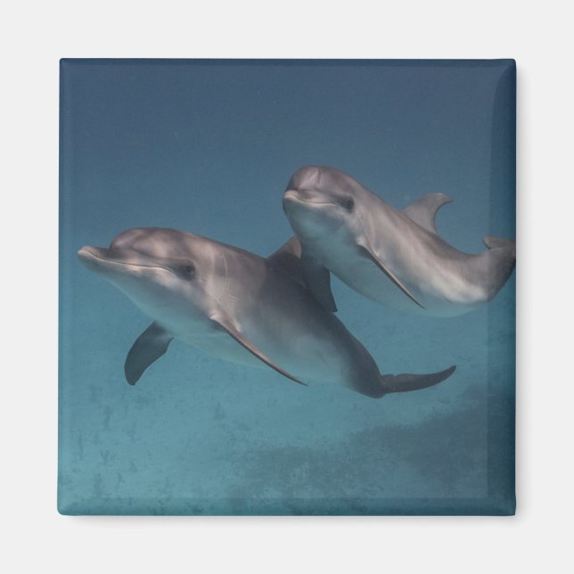 Imã Pose Reprodutiva (Frente)