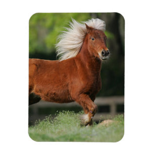 Ímã Posição diminuta do cavalo