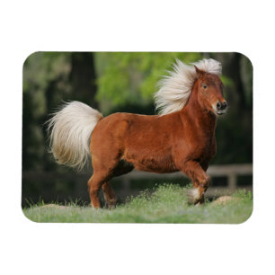 Ímã Posição diminuta do cavalo