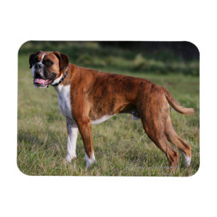 Ímã Posição do cão do pugilista