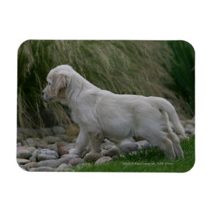 Ímã Posição do filhote de cachorro do golden retriev