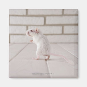 Imã Posição do Gerbil