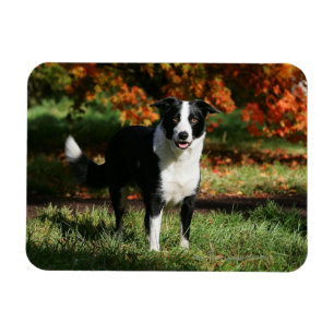 Ímã Posição do outono de border collie