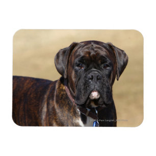 Ímã Posição rajado do cão do pugilista