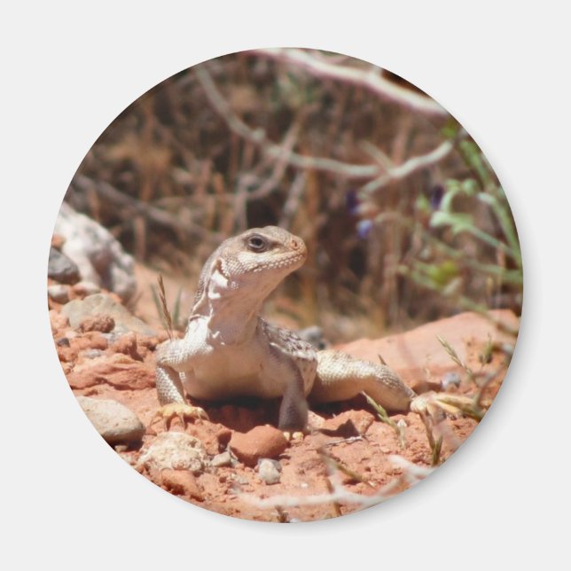 Imã Posicionamento para a Câmera (Frente)